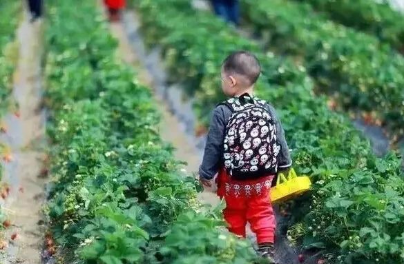 會員活動招募 | 采摘18年第一季草莓、磨豆?jié){、感受扎染、嘗遍農(nóng)場有機火鍋，這里應(yīng)有盡有，就等您來～